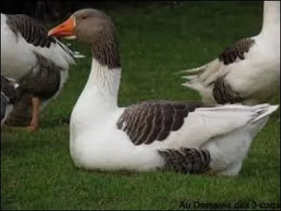 Cherchez l'erreur dans un de ces noms féminins en -OIE.