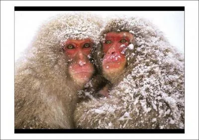 'Etre comme un singe en hiver' a le sens :