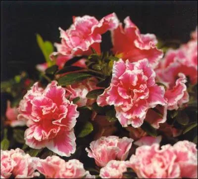 Quelle est cette fleur ?