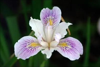 Iris ?