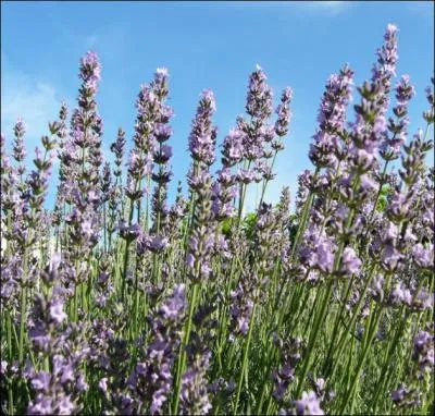 Lavande ?