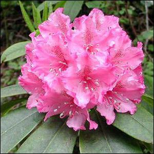 Quelle est l'orthographe du mot illustr ?