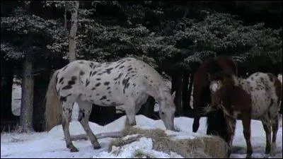 Comment s'appelle le cheval de robe léopard noir ?