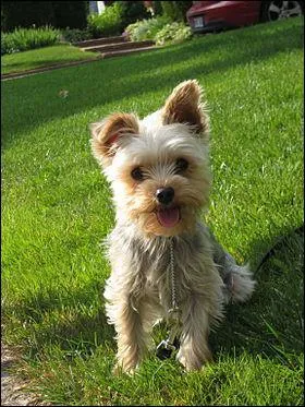 Quand cette race de chiens a-t-elle vu le jour ?