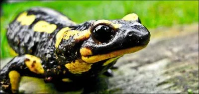 Les salamandres sont aussi de petit gnies du feu. Quelle est leur particularit ?