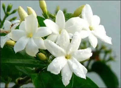 D'o vient l'expression 'rvolution de jasmin' ?