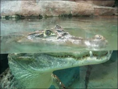 A 10 mtres de fond un grand crocodile peut rester en apne: