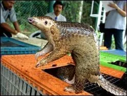Le Pangolin, petit mammifre mangeur de fourmis, est menac par les trafics asiatiques: