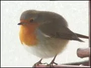 Les oiseaux ont perdu leurs dents il y'a :