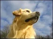 Un Chien repre le mouvement d'une main  une distance de: