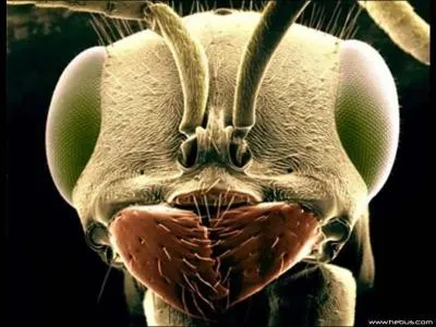 1 Gramme de matelas peut contenir combien d'acariens ?