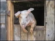L'orgasme d'un cochon dure: