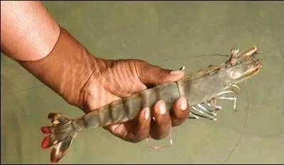 Le cur d'une crevette est log dans :