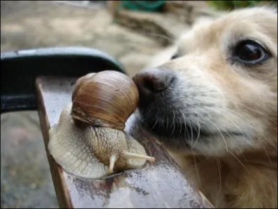 La Bave de l'escargot contient :
