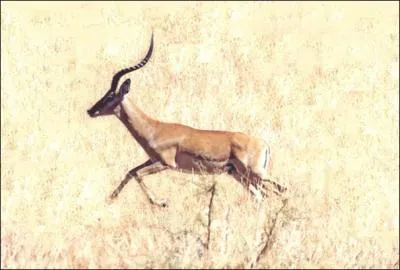 Une Antilope peut courir jusqu' 85 Km/h sur une distance de :