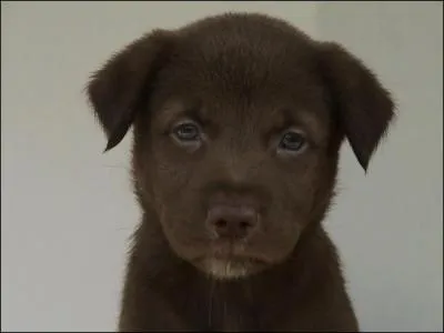 Combien de grammes de chocolat noir peut tuer un chien de race moyenne ?