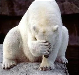 Si rien n'est fait les ours polaires d'Alaska auront disparu d'ici combien de temps ?