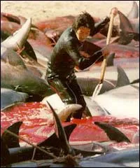 Combien des rserves mondiales de poissons sont puises, surexploites, ou en passe de l'tre ?