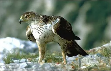 Combien reste t'il d'Aigle de Bonelli en France ?