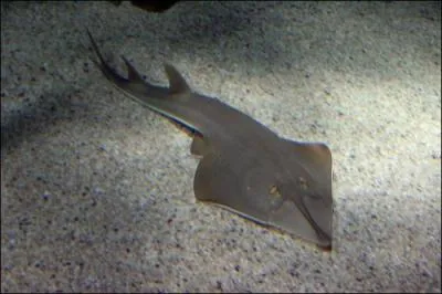 Quelle est cette raie ?