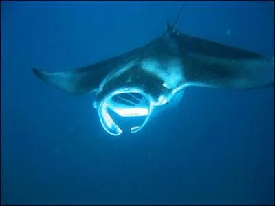 Quelle est cette raie ?