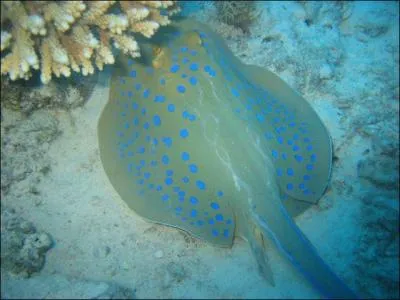 Quelle est cette raie ?