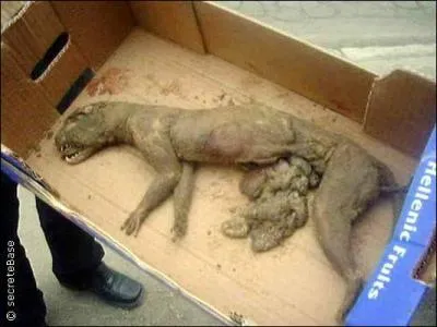 C'est un animal non-identifi, il a t dcouvert en 2001. Mais dans quel pays ?