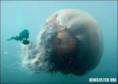 C'est une mduse gante qu'on nomme 'crinire de lion'. On en trouve parfois choues sur les plages. Mais dans quel ocan se trouve cet trange animal ?