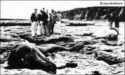 C'est un dinosaure chou sur une plage de Californie. Il y a eu un article dans le journal local. Mais en quelle anne a-t-il t dcouvert ?