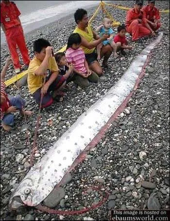 C'est un rgalec, c'est une sorte de murne appel aussi 'roi des harengs', il possde une houpette en forme de couronne sur la tte. Mais combien mesure-t-il ?