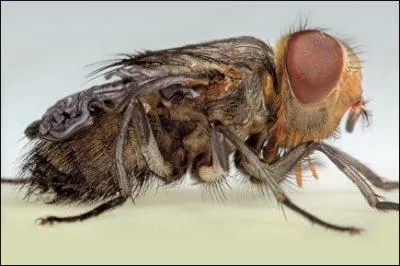 Cette trange crature est une Mouche bleue au moment de sa naissance. Ce bb mouche vivra  peine quelques...
