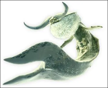 Quel est ce monstre ?