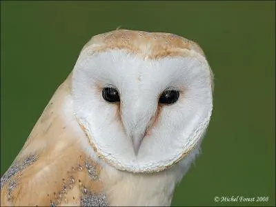 Un rapace de la famille des Tytonids... (photo)