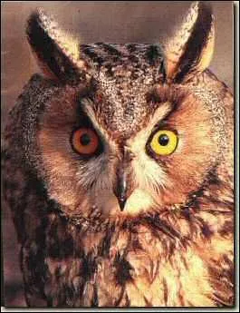 Un rapace de la famille des Strigids... (photo)