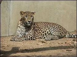 Quel est le nom latin du lopard ?