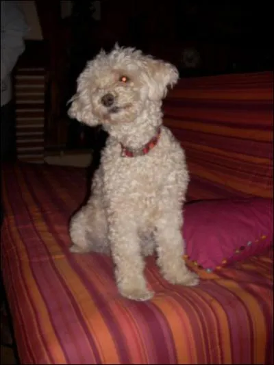 De quelle race est ce chien ?