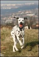 De quelle race est ce chien ?