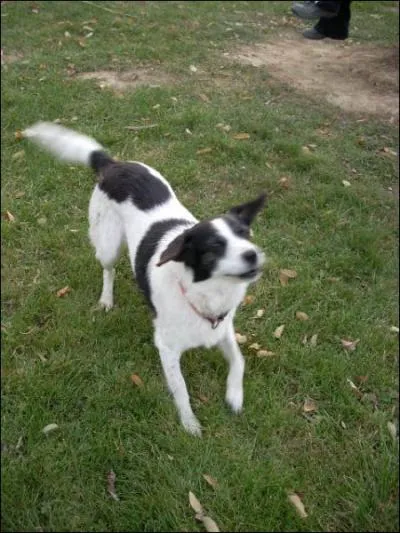 De quelle race est ce chien ?