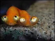 Est-ce qu'il s'agit d'un vrai poisson ?