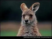 Quel est cet animal ?