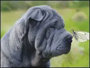 Quelle est cette race de chien ?