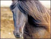 Quelle est cette race de poneys ?