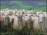 Sommes-nous moutons ou brebis ?