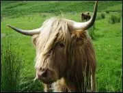 Est-ce une vache cossaise ?