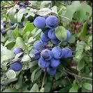 Je rends souvent histrique de colre mon collgue qui s'appelle ...