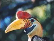 Quel est cet animal ?