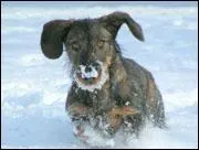 Quelle est la race de chien ?