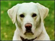 A quelle famille appartient ce chien. ?