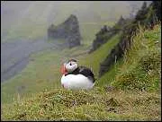 Quel est cet animal ?