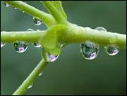 Combien d'espces de plante avons-nous dans le monde ?